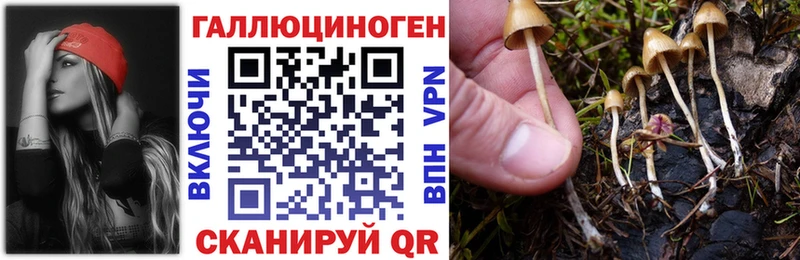 Галлюциногенные грибы Psilocybe как найти наркотики Хадыженск